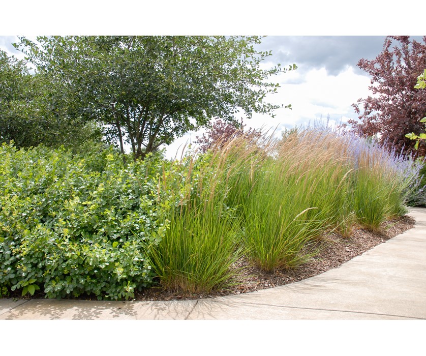 All About Xeriscape